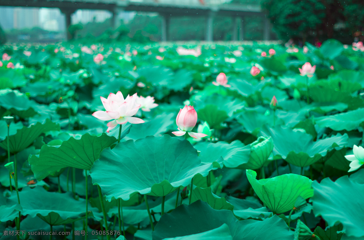 荷 莲 花 自然 绿 白色 莲蓬 花蕾 花瓣 荷花苞 护眼 清新 雨后 粉色 六月 夏天 含苞 背景 封面 植物 叶子 花朵 莲乡 艺术 拍照 莲叶 荷塘 自然景观 自然风景 生物世界 花草