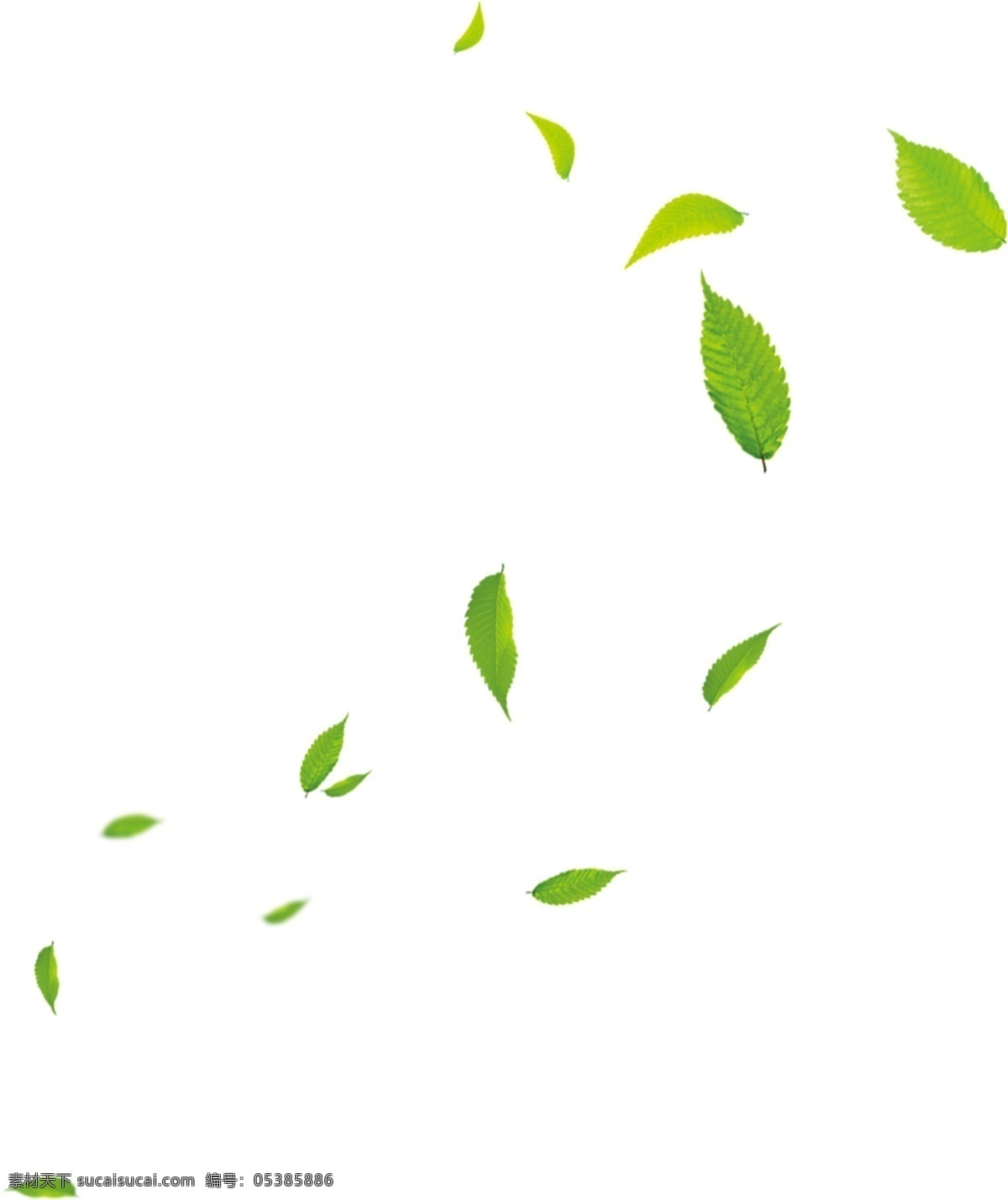 绿叶树叶叶子 绿叶 叶子 树叶 清新 绿色 茶叶 树枝 点缀 绿色点缀 树枝叶 枝干 嫩枝 嫩叶 透明绿叶 透明叶子 分层