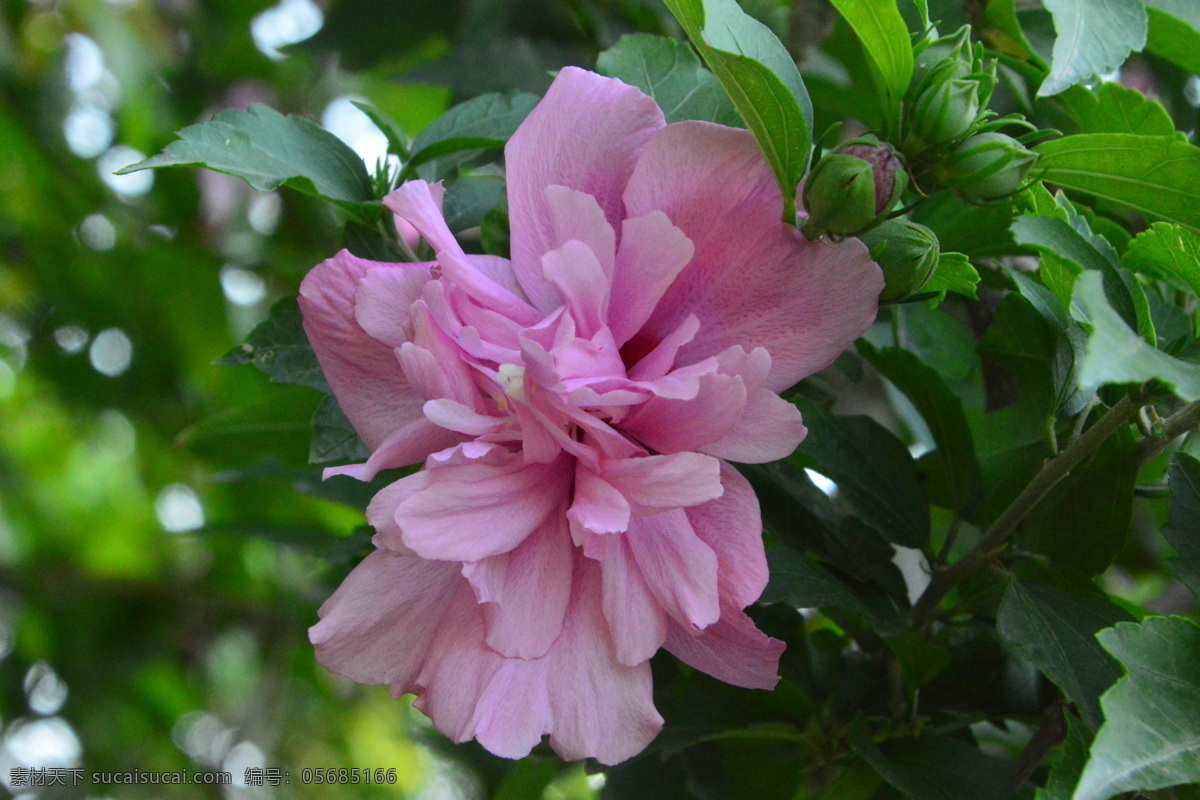 木槿 无穷花 花卉 花儿 花草 植物 园林绿化 绿化景观 花骨朵 花朵 花蕊 木槿木槿花 生物世界