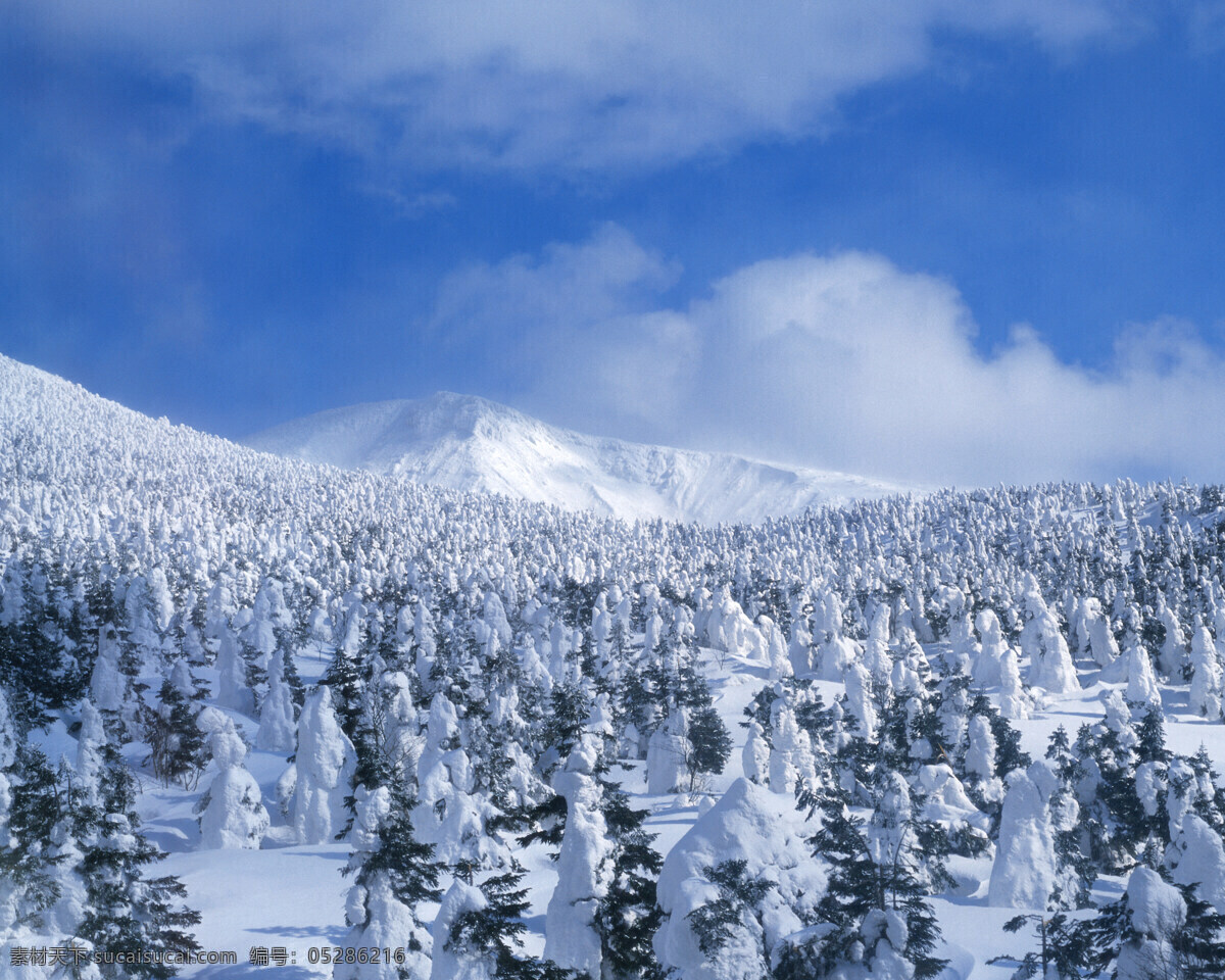 浩瀚 雪原 白雪皑皑 雪景 雪松 白雪风光 森林大雪 生物世界