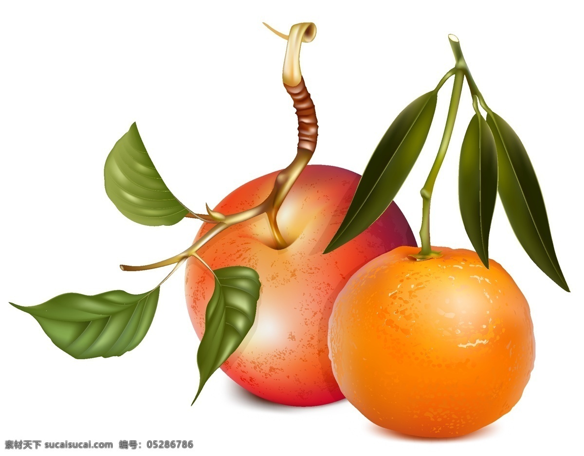 精美 苹果 橘子 矢量 橙子 柑橘 桔子 矢量素材 水果 新鲜 矢量图 日常生活
