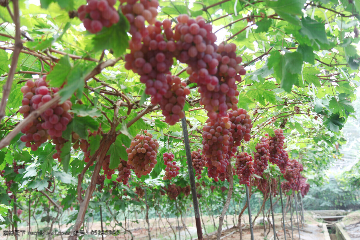 红提基地 红提园 植物 葡萄 红提沟 水果 生物世界