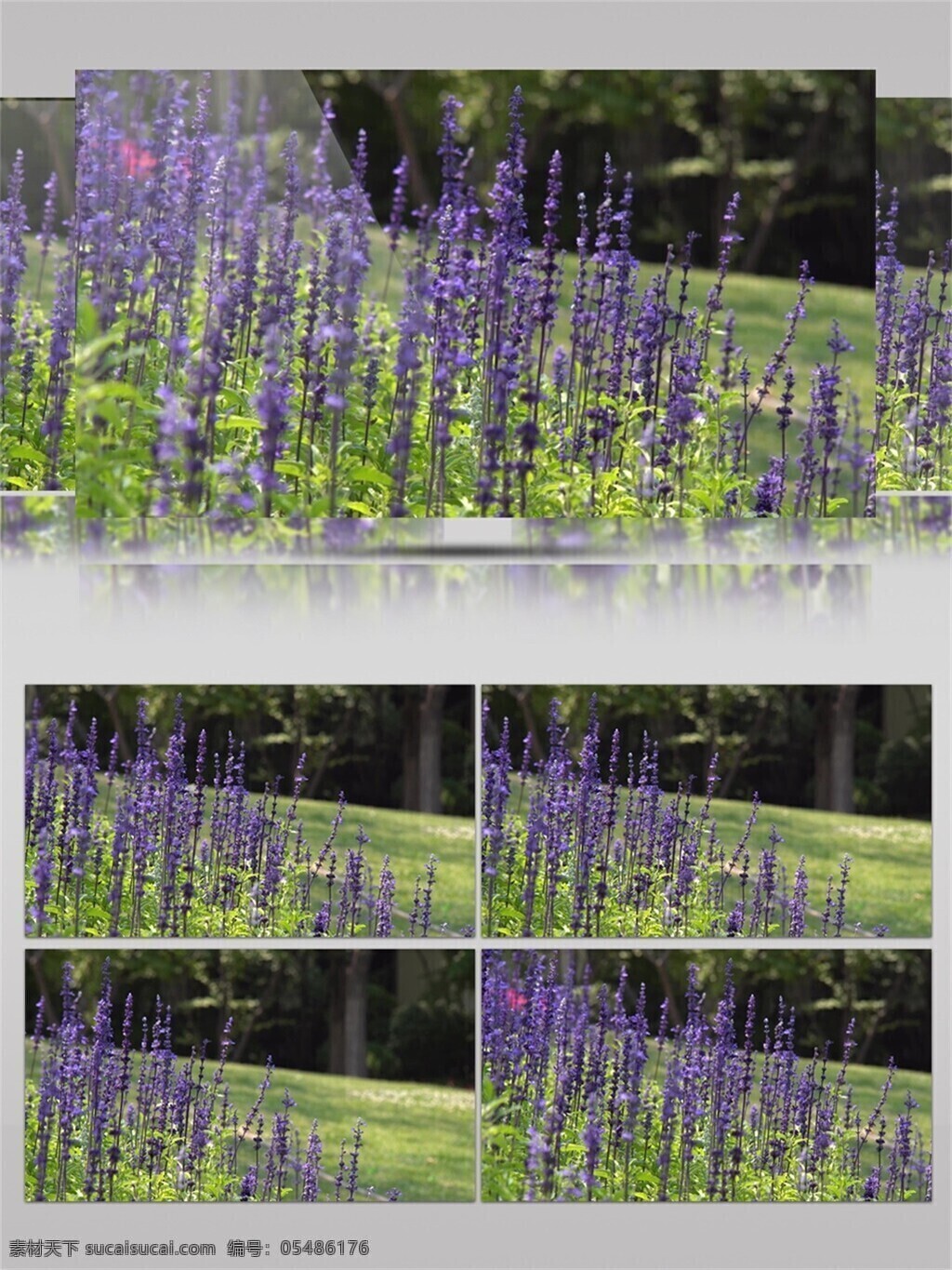 春季 花开 薰衣草 丛 视频 紫色 鲜花 绿叶 草地 春天 美丽 阳光 盛放