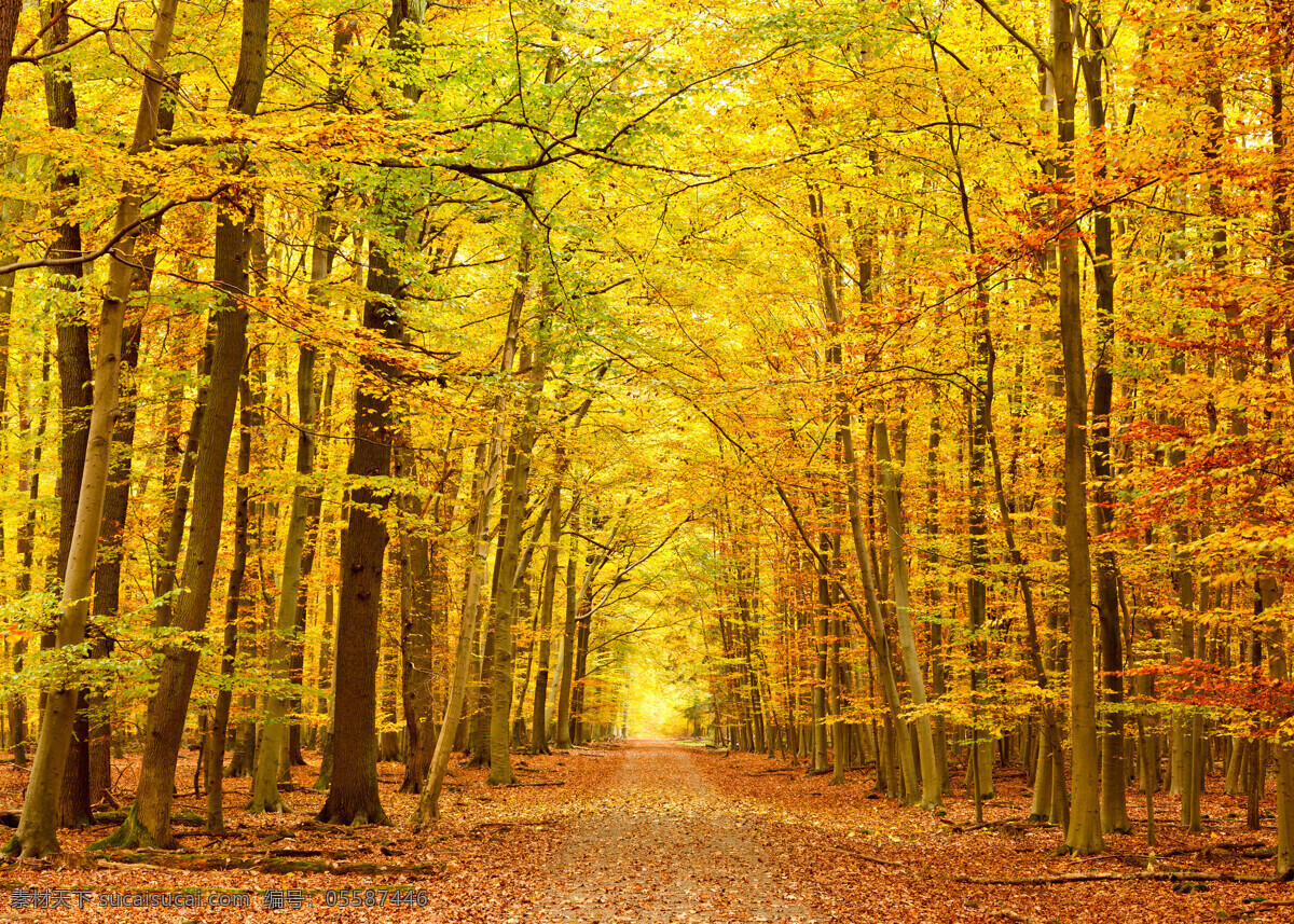 秋天的公园 秋天风景 秋景 秋天色彩 枫叶 叶子 树木 生态环境 野外 自然 自然生态 公园 林中道路 花草树木 生物世界 黄色