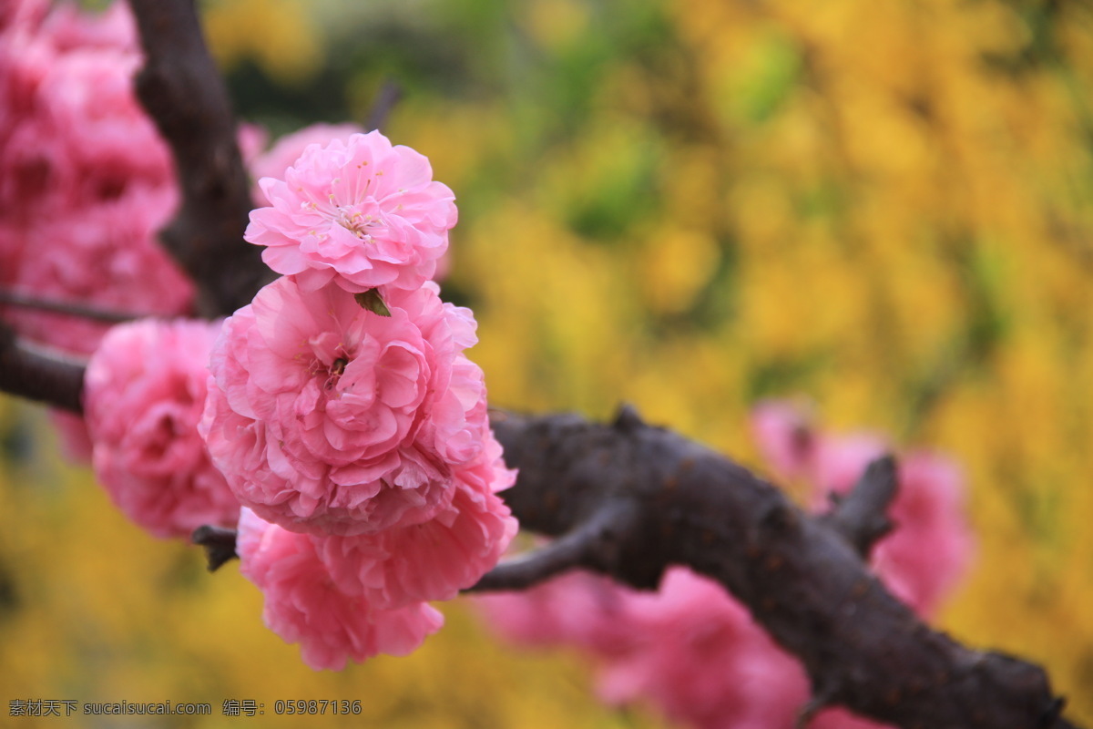 禅意桃花 禅意 桃花 花朵 美丽 高清图片素材 高清 禅意花朵 干净 桃红 鲜花与植物 生物世界 花草