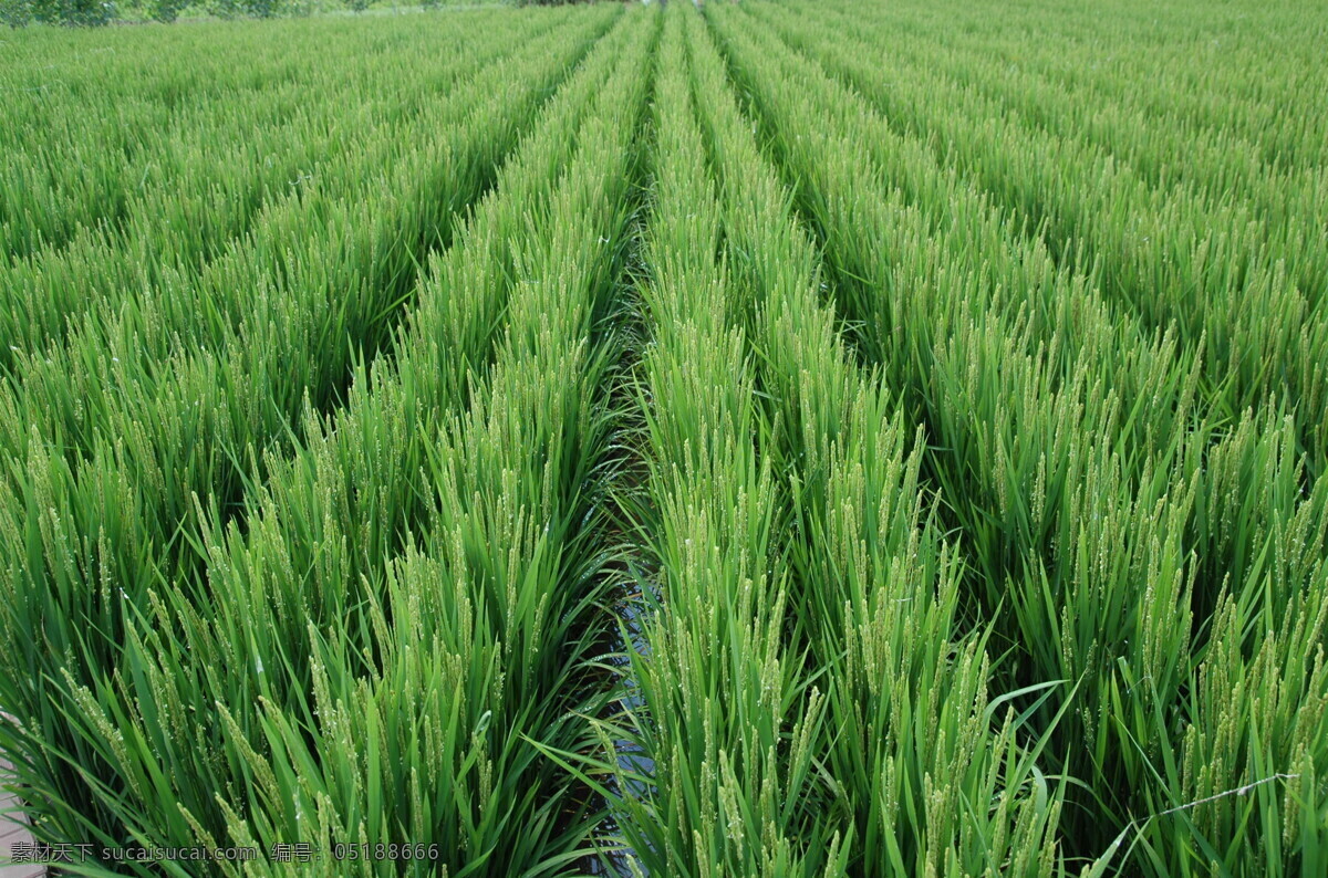 水稻 稻田 绿色 农业 稻子 农田 农业素材 一片水稻 田园风光 自然景观