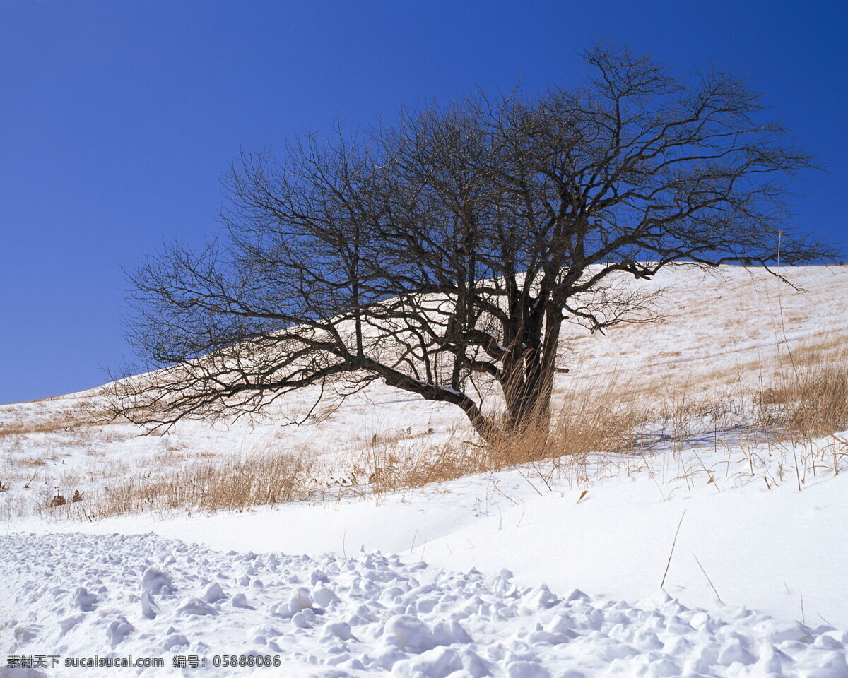 冬天 雪景 背景 冬天雪景 风光 风景 季节 摄影图库 自然 自然风景 自然景观 生活 旅游餐饮