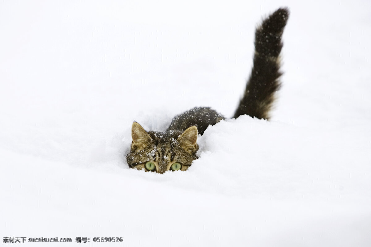 雪地 里 猫咪 可爱 宠物 小猫 动物世界 摄影图 猫咪图片 生物世界