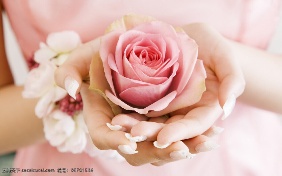 护手 花 美甲 粉色 玫瑰花 文化艺术