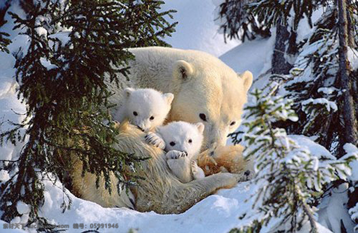 可爱 北极熊 可爱图片 一家亲 可爱北极熊 生物世界