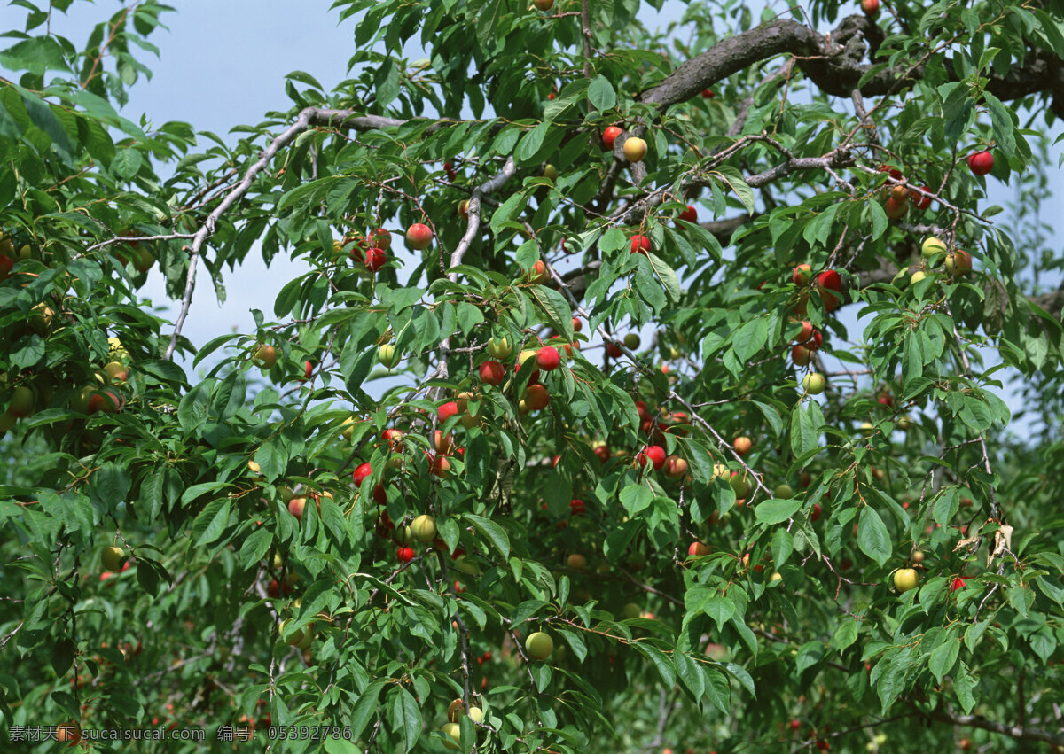 苹果树 苹果 水果 生物世界