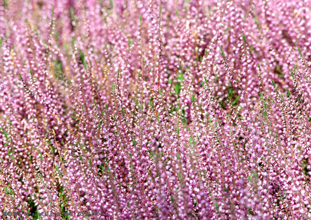 粉色 花枝 花海 粉色花枝 串串鲜花 生物世界