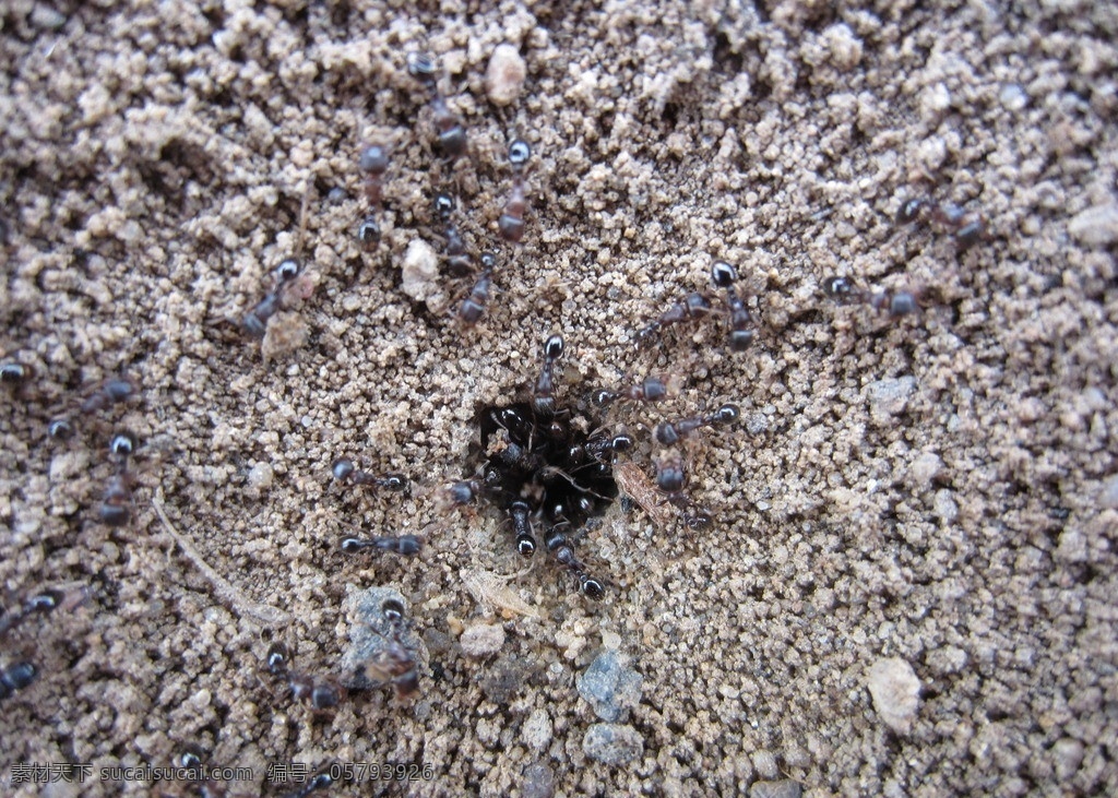 蚂蚁 蚂蚁洞 蚂蚁窝 蚂蚁巢 蚂蚁搬家 蚂蚁群 昆虫 生物世界