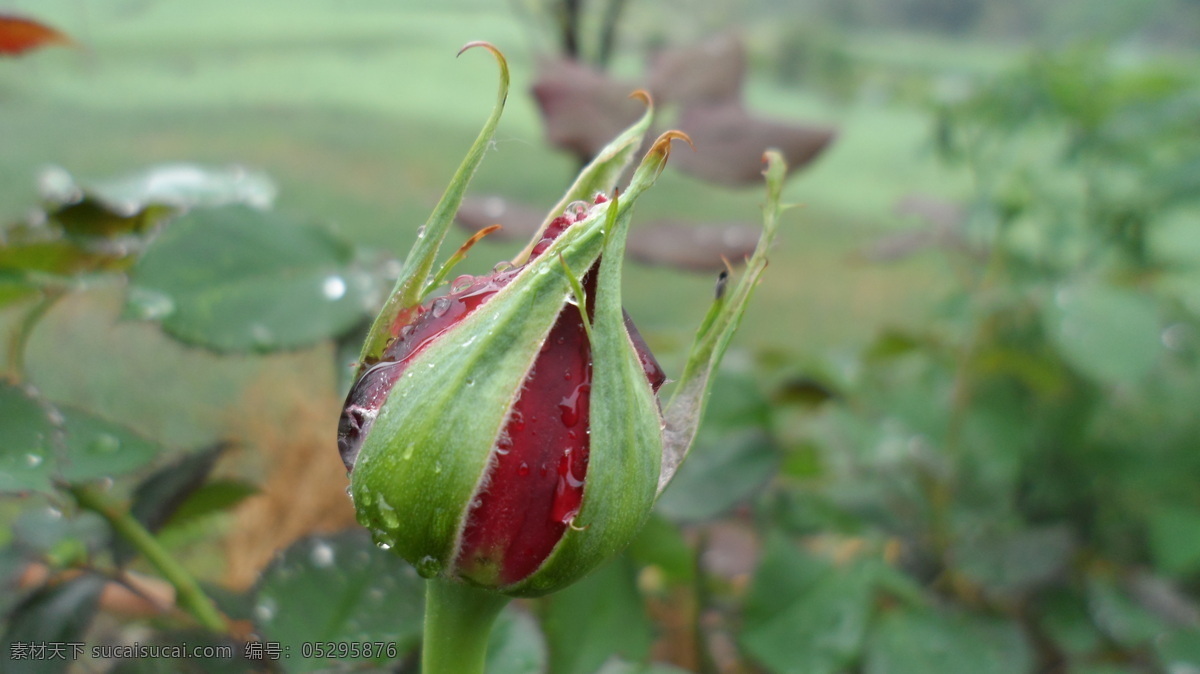 含苞待放 玫瑰花 玫瑰 花朵 花草 生物世界