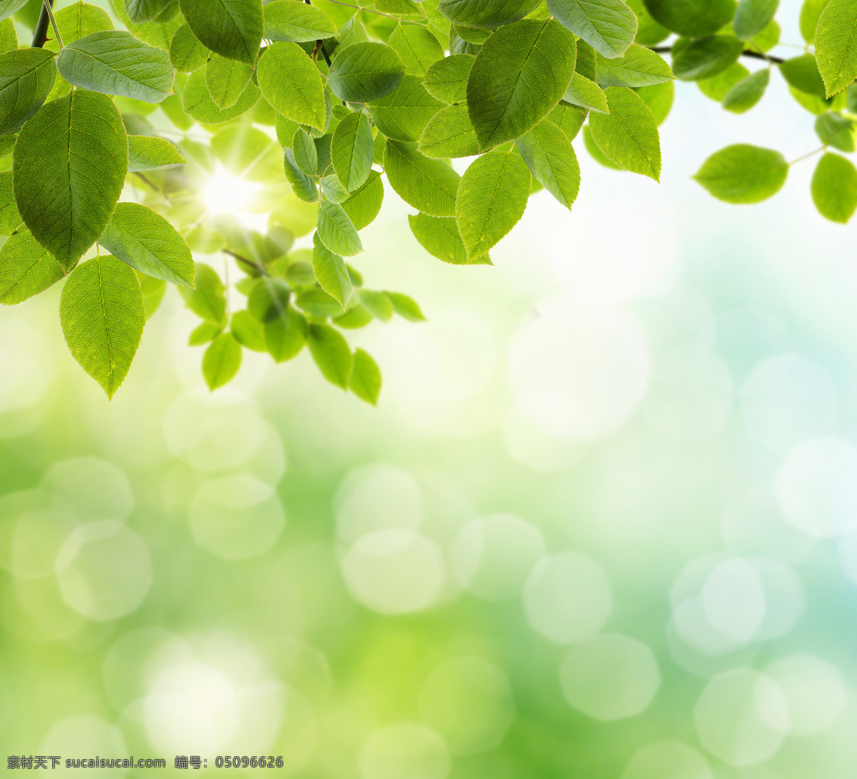 梦幻 绿叶 背景 梦幻光斑 芽 嫩芽 春天背景 绿色背景 绿色清新背景 花草树木 阳光 生物世界