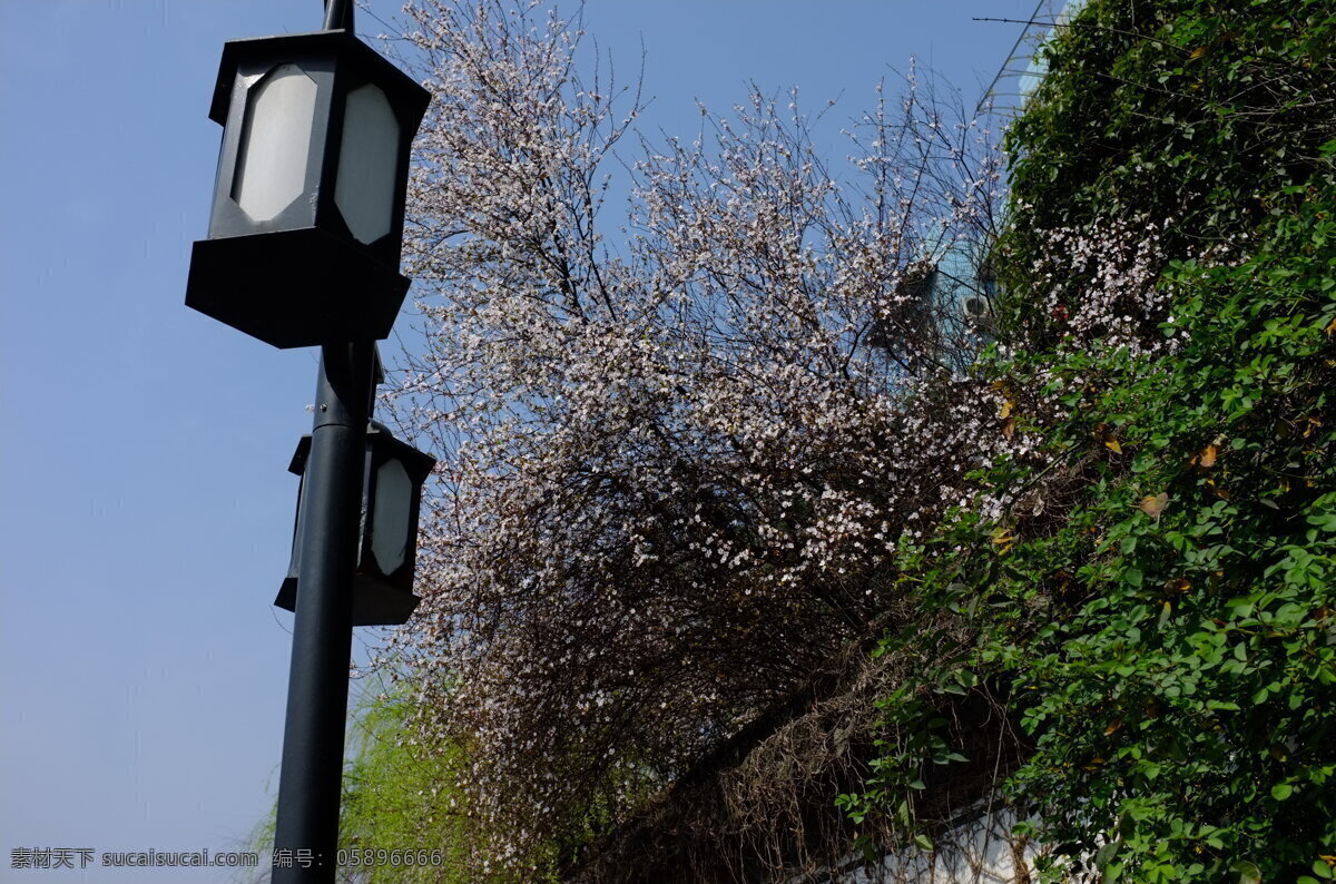 路灯免费下载 春天 花 路灯 旅游摄影 人文 自然风景 绍兴 psd源文件