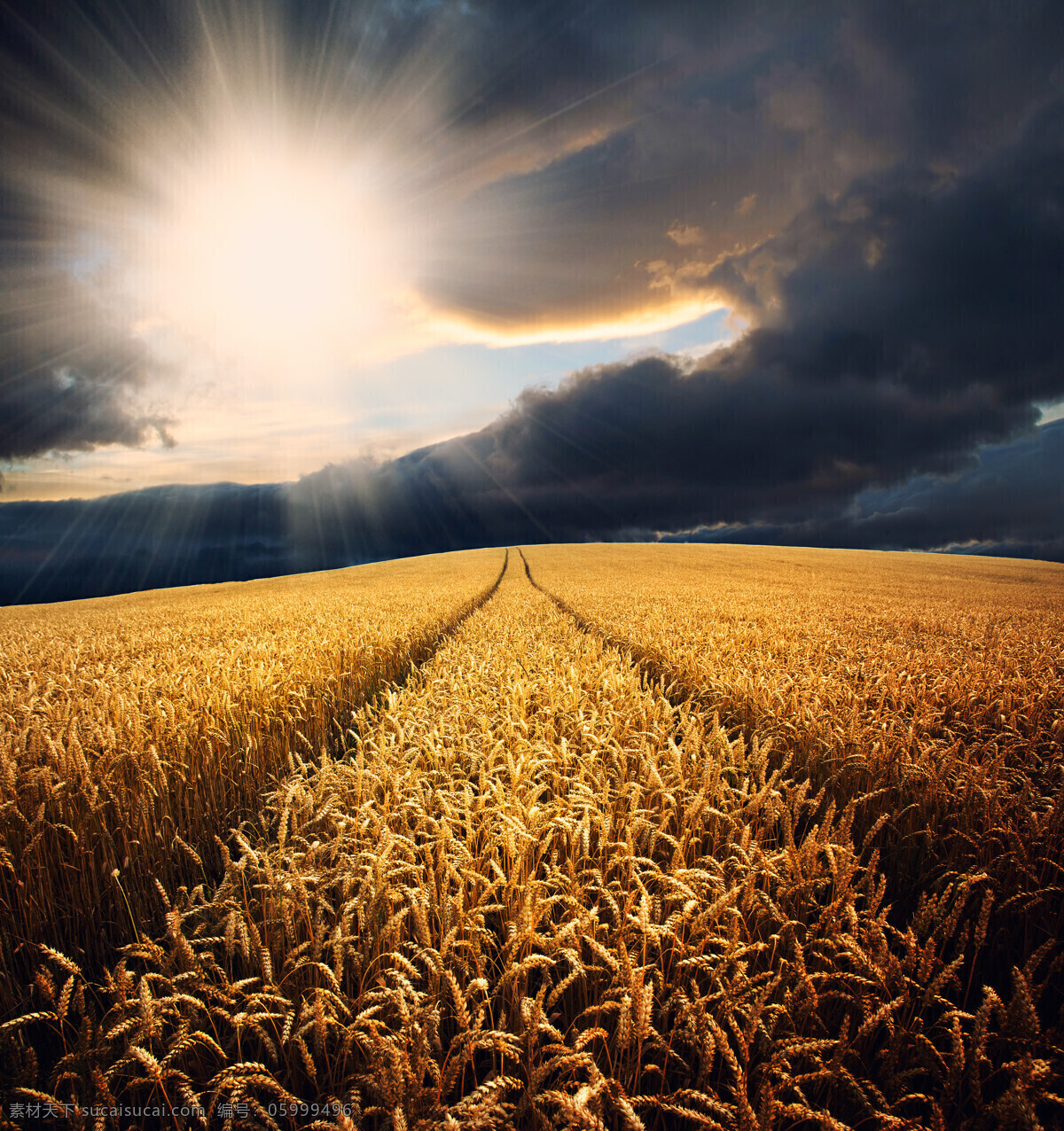 唯美 农业 农田 农耕 麦田 金黄的小麦 现代科技 农业生产