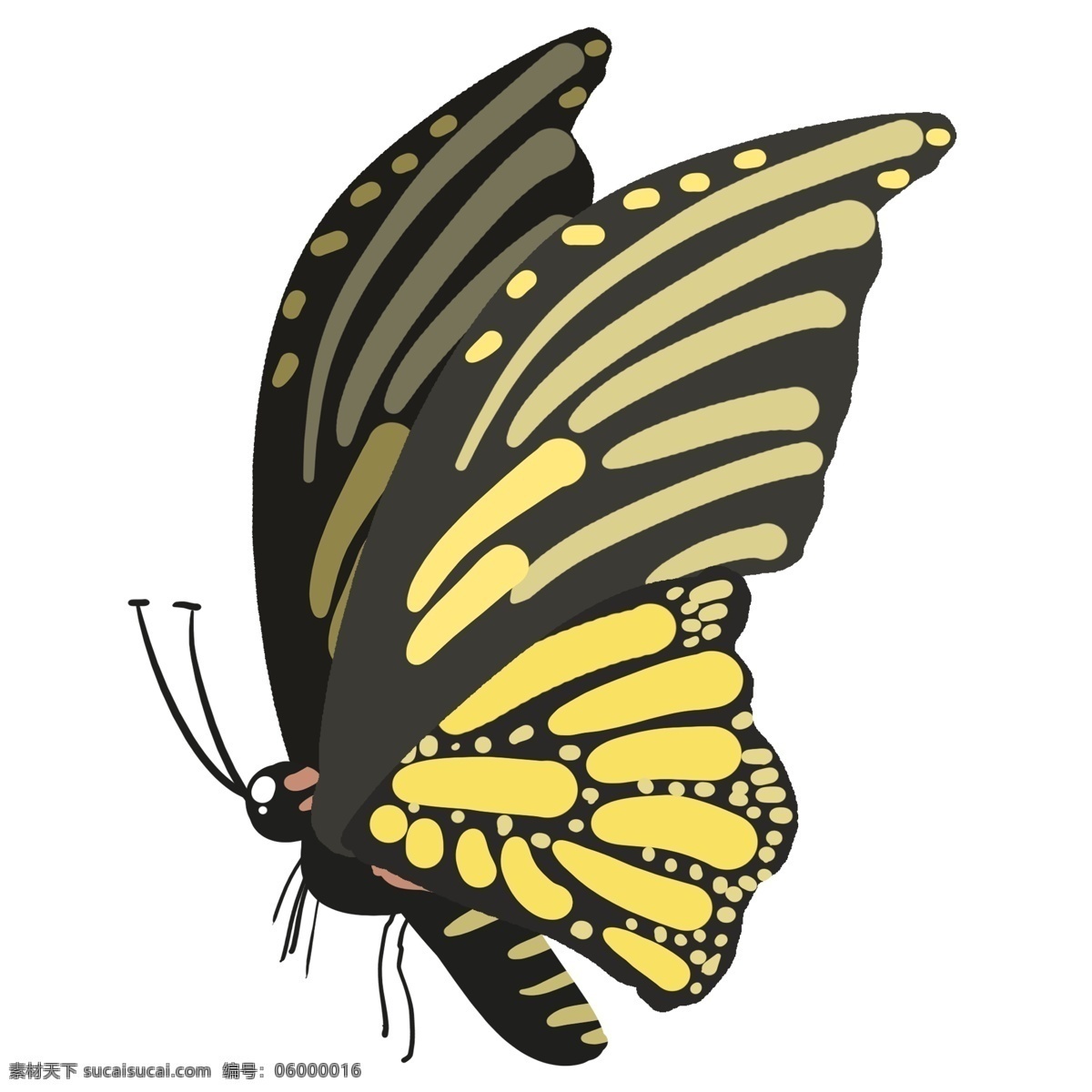 吃食 蝴蝶 卡通 插画 吃食的蝴蝶 卡通插画 蝴蝶插画 益虫 动物插画 动物蝴蝶 昆虫 美丽的蝴蝶
