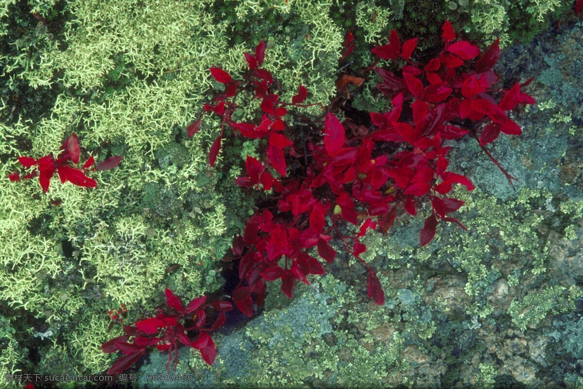 自然景观 草地 红色 红色的花 花草 花海 花卉 绿色 绿色植物 田野 自然 旅遊 景觀 景象 风景 生活 旅游餐饮