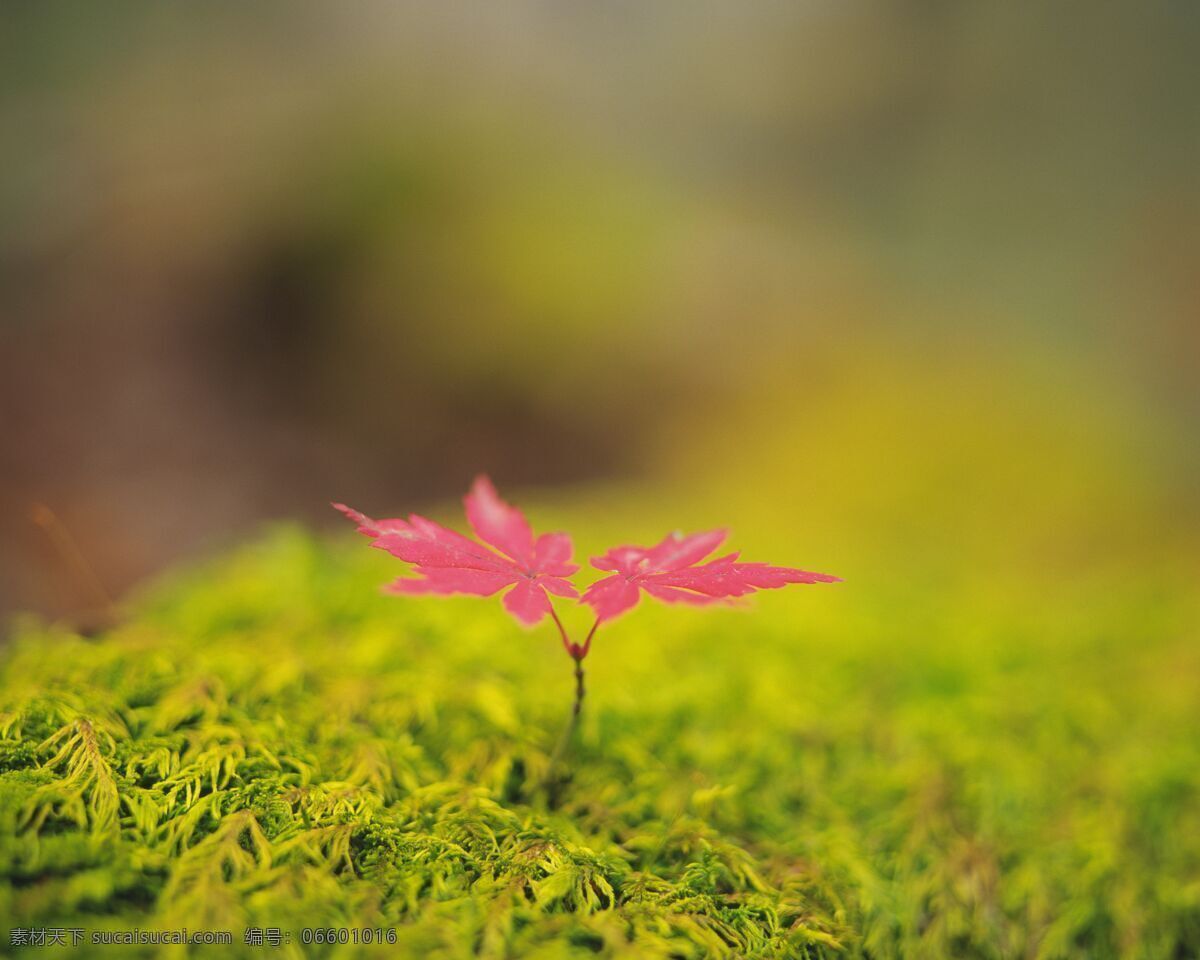 草地 上 红叶 草 梦幻背景 花草树木 生物世界