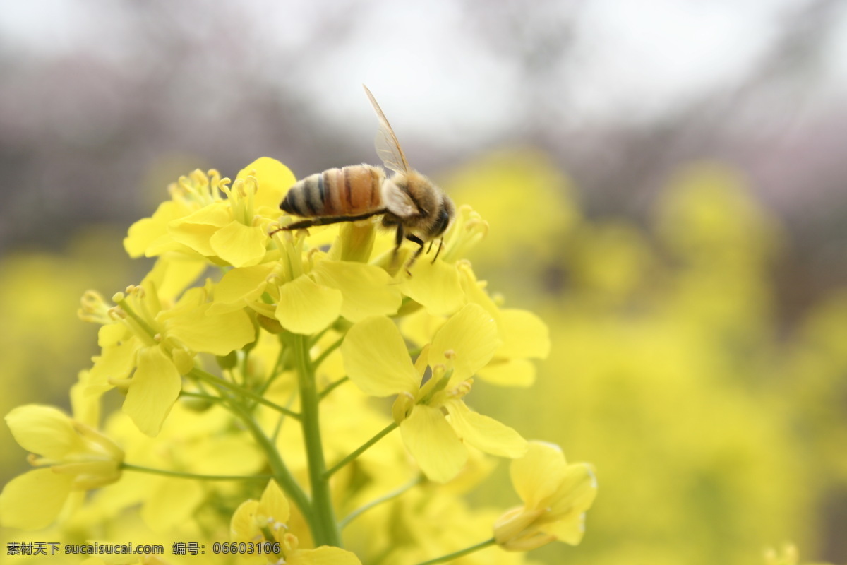 动物 户外摄影 黄花 昆虫 蜜蜂 生物 生物世界 蜜蜂采花 油菜花 小蜜蜂采花 勤劳的小蜜蜂 植物 田园风光