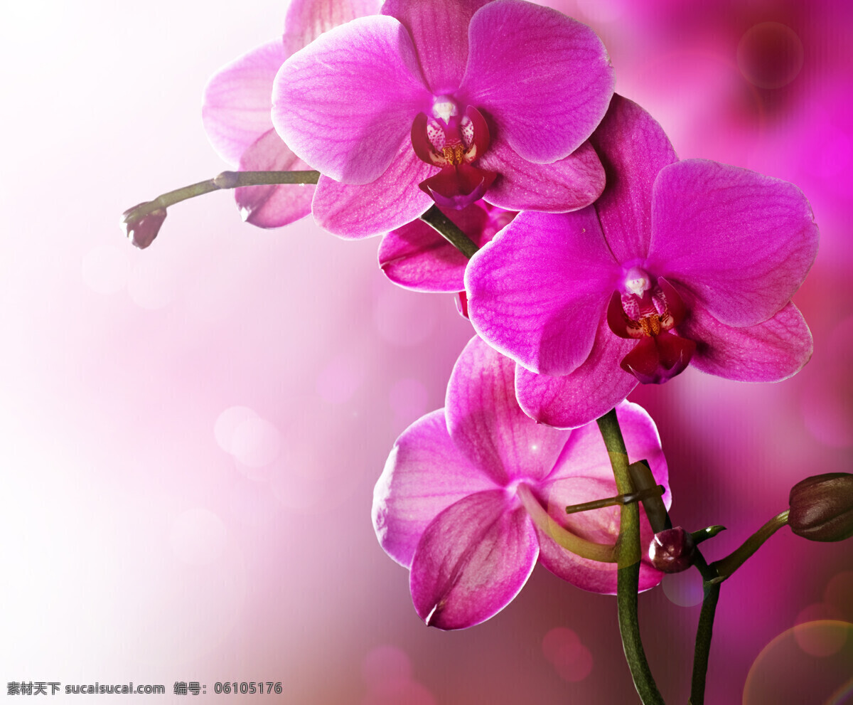 粉色 花朵 花卉 鲜花 花 花束 鲜艳 艳丽 植物 花草 鲜花摄影 盛开 粉色花朵 花草树木 生物世界