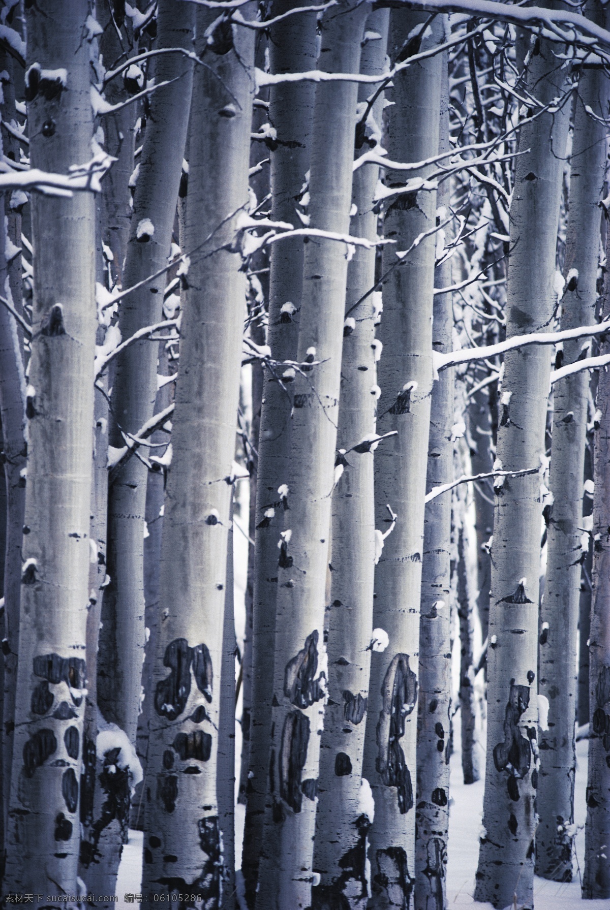 雪地 上 梧桐树 林木风景 阳光 树木 自然景观 自然风景 风景 摄影图库 大树 jpg图片 高清图片 雪 树枝 花草树木 生物世界
