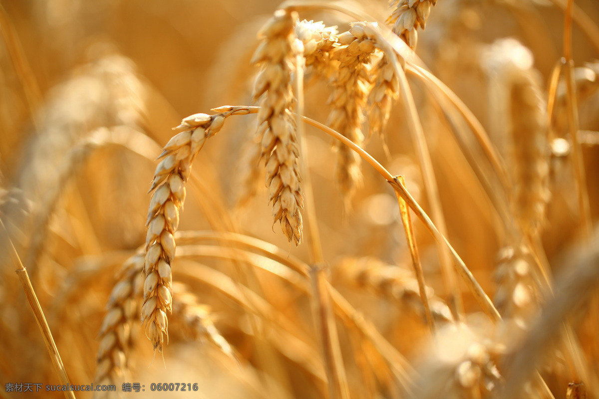 麦地 麦田 麦子 小麦 麦穗 丰收 金色小麦 收获 田野 风景 风光 自然 高清 田园风光 自然景观 棕色