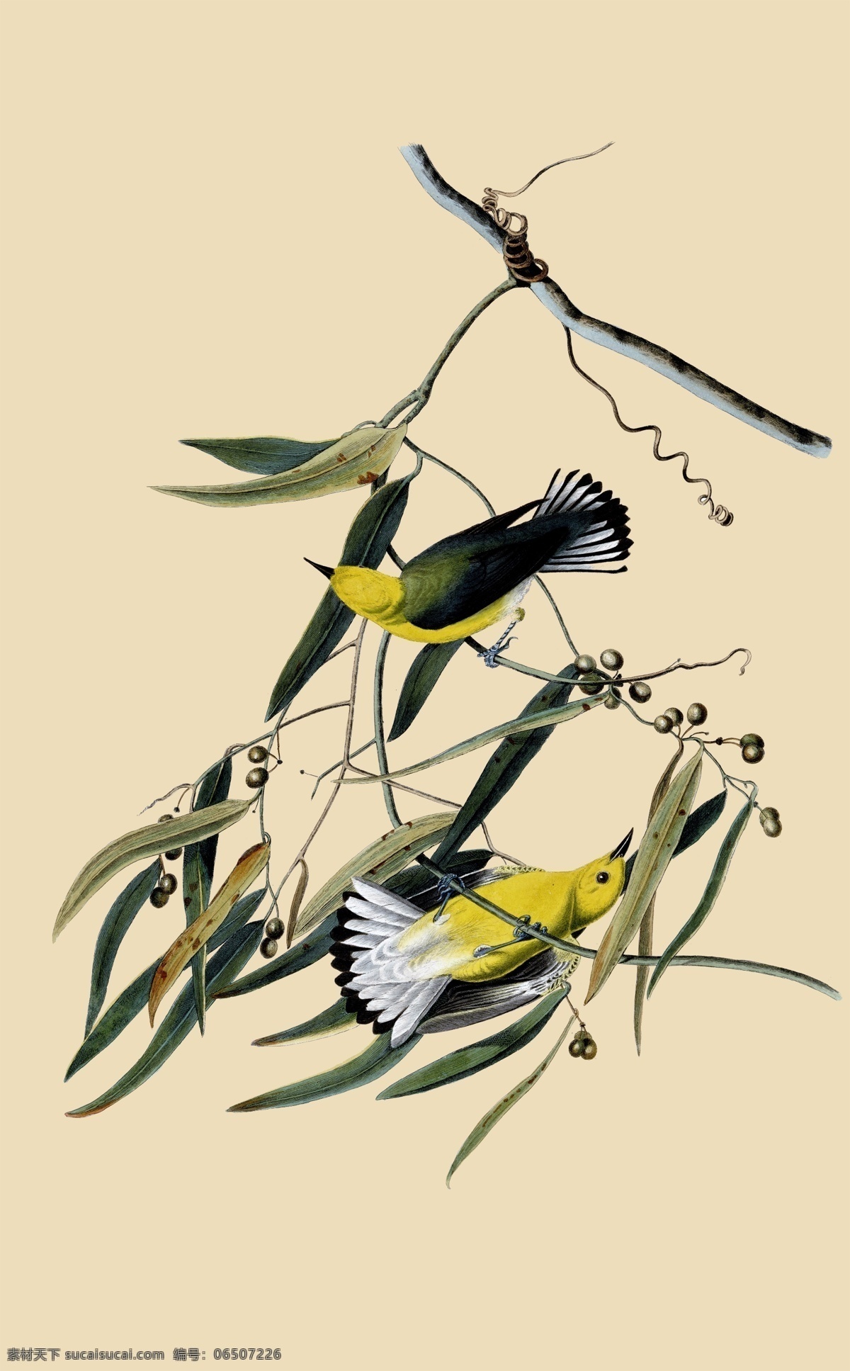鸟类分层 鸟类 美国鸟类 手绘 花鸟 鸟儿 鸟 禽类 西方图谱 植物 贝拉贝罗 鸟类素材 分层 源文件