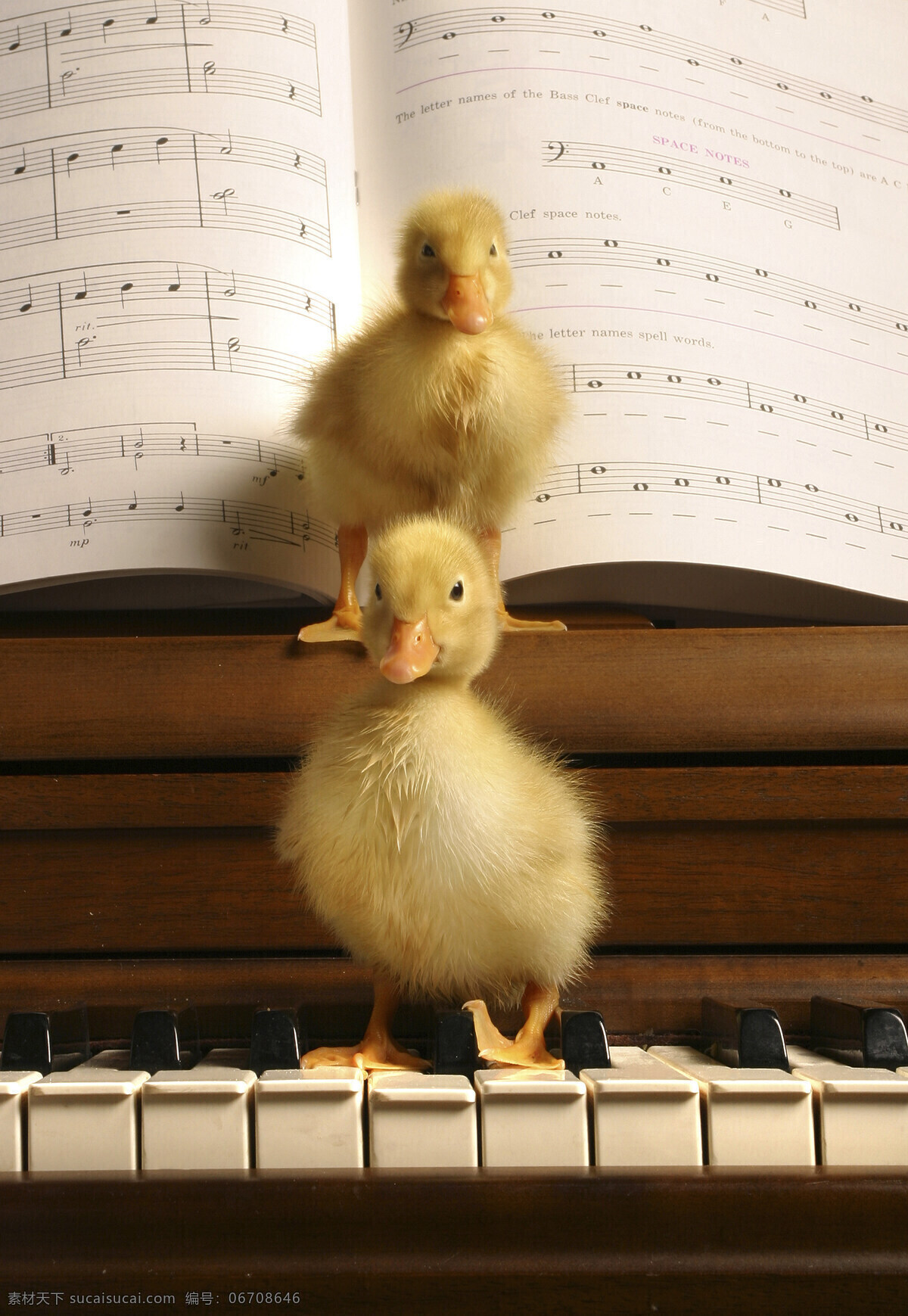站 钢琴 上 两个 小 鸭子 动物 小鸭子 音乐 乐器 黑白键 两只小鸭子 乐谱 五线谱 站立 陆地动物 生物世界