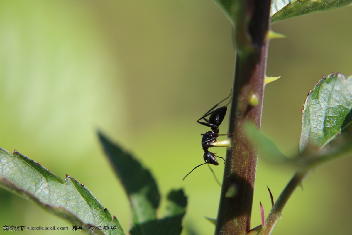 蚂蚁与绿叶 蚂蚁 黑蚂蚁 绿叶 嫩刺 嫩茎 阳光 阴影 生物世界 昆虫