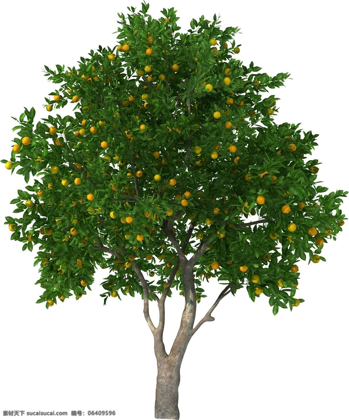 果树 橘柑 橘子树 乔木 大树 环境设计 效果图