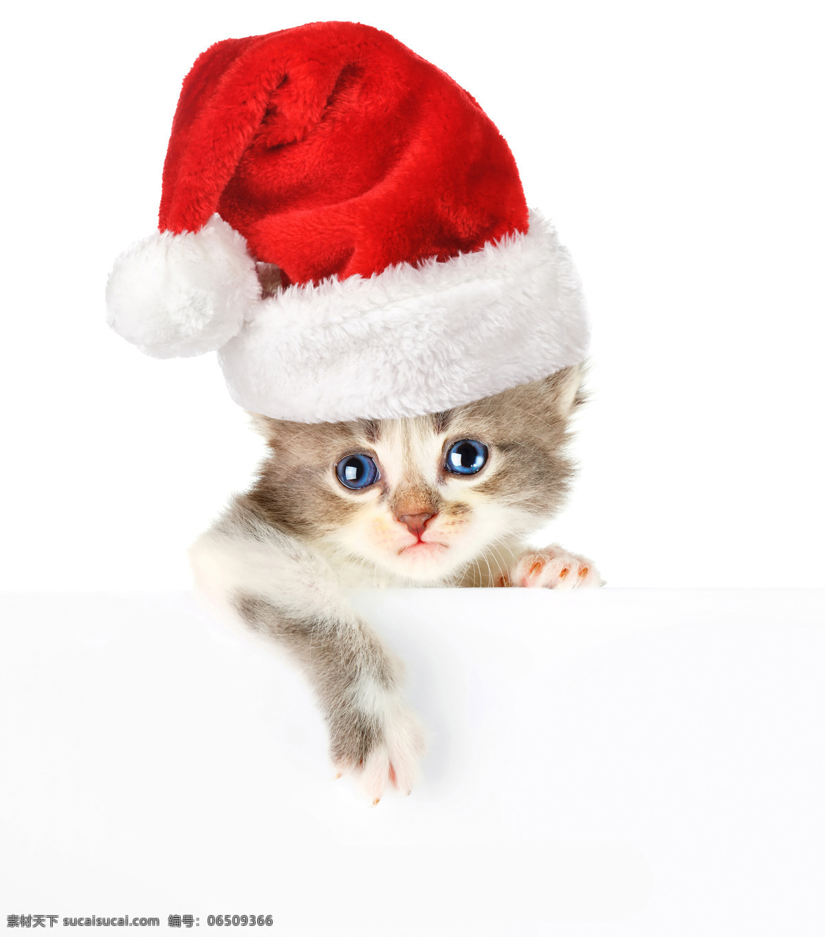 戴帽子 小猫 圣诞动物 戴帽子的小猫 猫咪 动物世界 宠物 猫咪图片 生物世界
