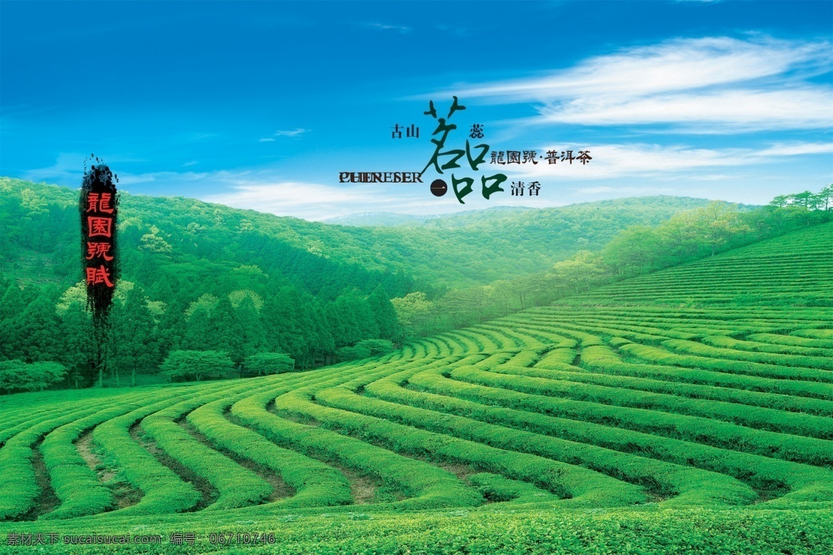 茗茶 宣传画册 内页 图三 宣传 画册 关于我们 绿茶 古典 铁观音 普洱 茶园 画册设计