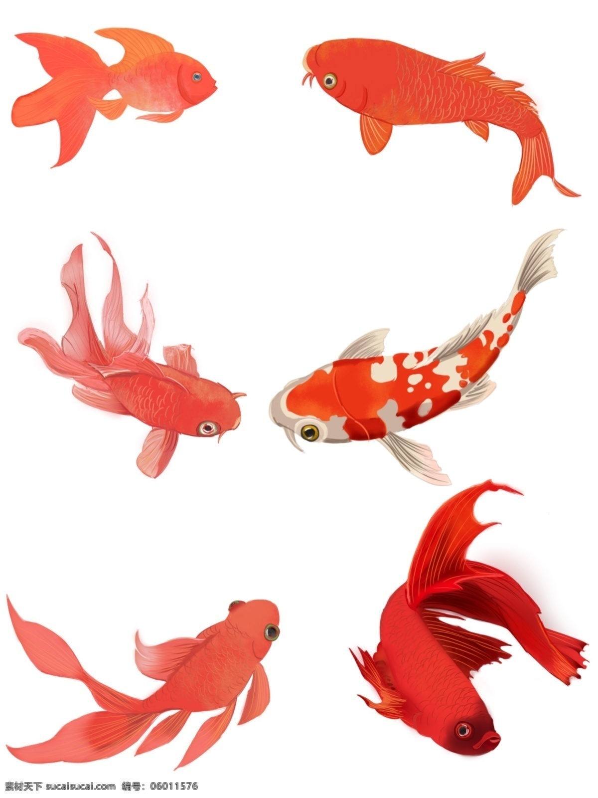 红色 喜庆 中国 风 手绘 金鱼 装饰 图案 金鱼装饰图案 手绘金鱼 免抠金鱼 金色素材 红色金鱼 海报装饰素材 ps素材 生物世界 鱼类