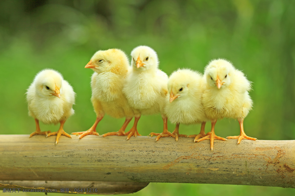 一群 小鸡 仔 摄影图片 小鸡仔 鸡雏 快乐的成长 家禽家畜 生物世界