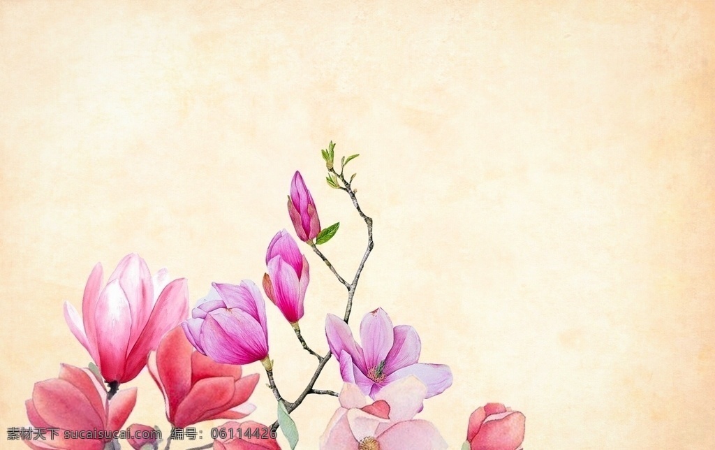 绘画 玉兰花 背景 花 玉兰 水彩 花的 春 艺术 装饰 植物 浪漫 充满活力 花朵 底纹 纸 支行 纹理 壁纸 红色 自然 渐变