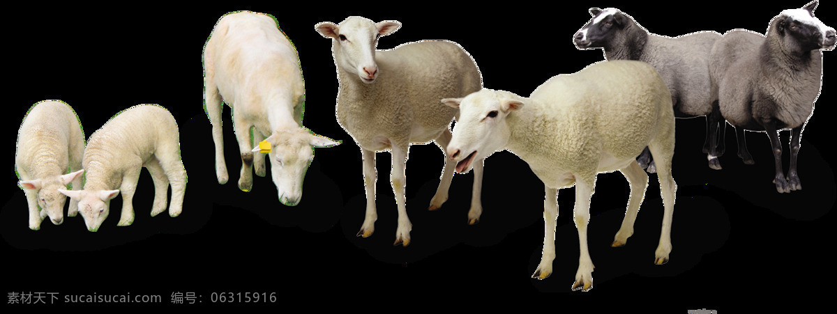 羊群 动物 自然生态 合成 海报 自然 生态 png格式