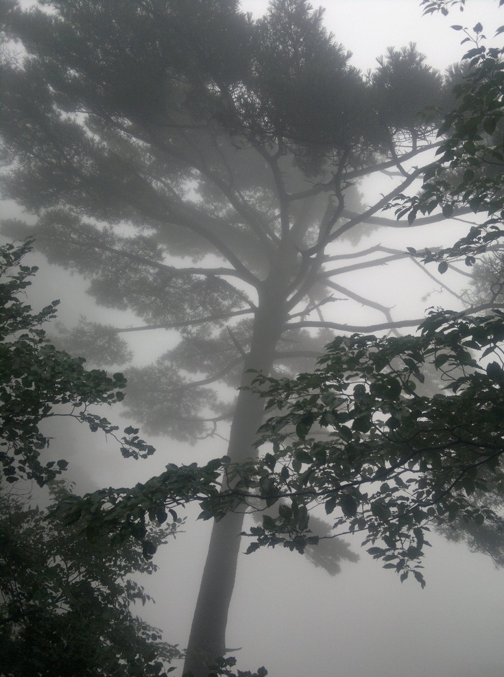 黄山 松树 水墨 中国风 黑白 古树 云雾 黄山古松树 生物世界 树木树叶