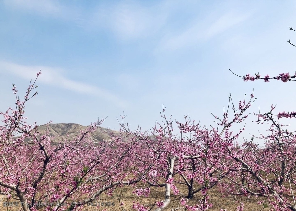 桃花 桃树 山 蓝天 天空 风景 自然景观 自然风景