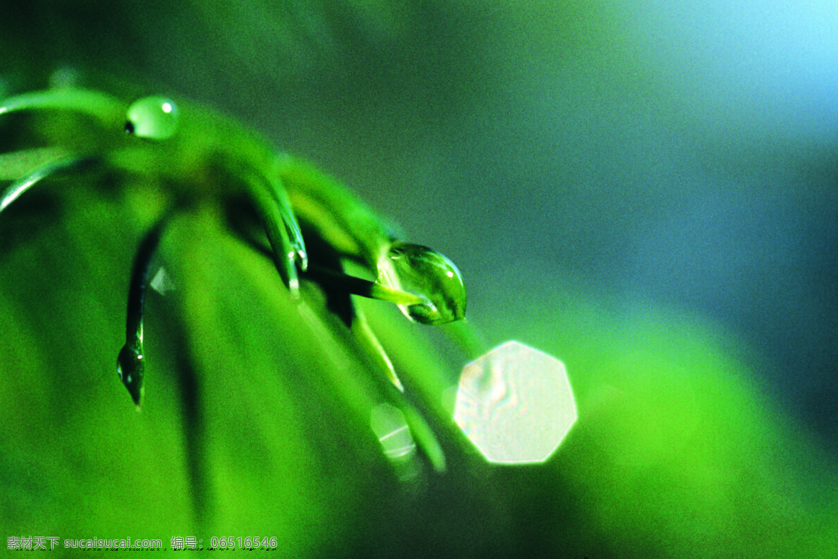 绿植 水滴 花草 露珠 生物世界 特写 植物 绿植水滴 白色水滴 psd源文件