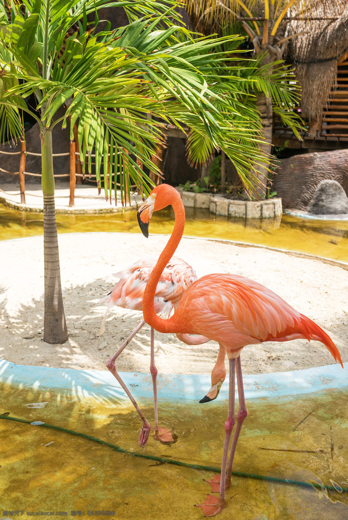 火烈鸟 大红鹳 小红鹳 加勒比海红鹳 智利红鹳 安第斯红鹳 秘鲁红鹳 红鹳 红鹤 flamingo 观赏鸟