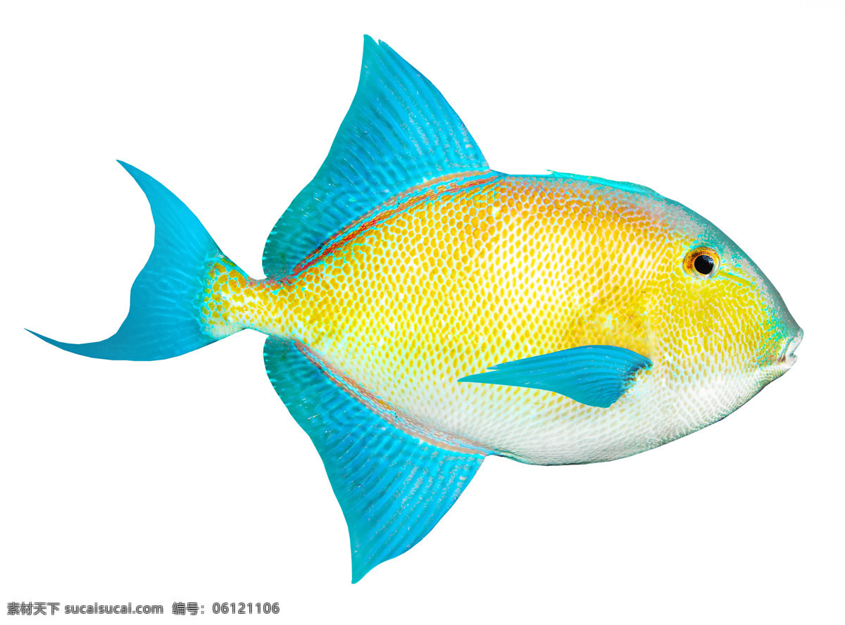 唯美 生物 动物 可爱 小鱼 鱼 海鱼 可爱小鱼 七彩海鱼 生物世界 鱼类