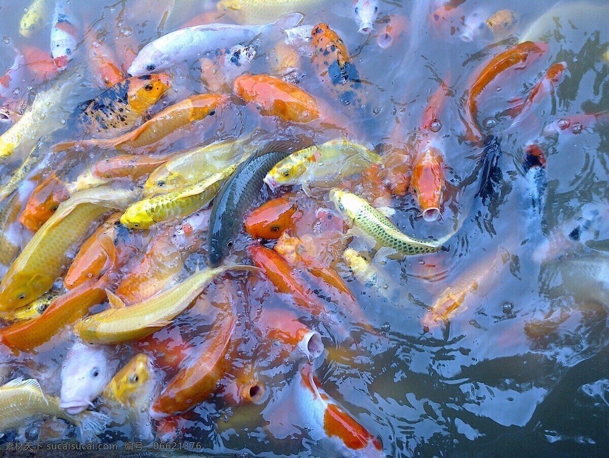 池塘 红色 黄色 金鱼 可爱 鲤鱼 山水风景 金鱼抢食 金鱼满堂 五彩缤纷 鱼塘 小河 赏鱼 活泼乱跳 自然景观 鱼类 生物世界