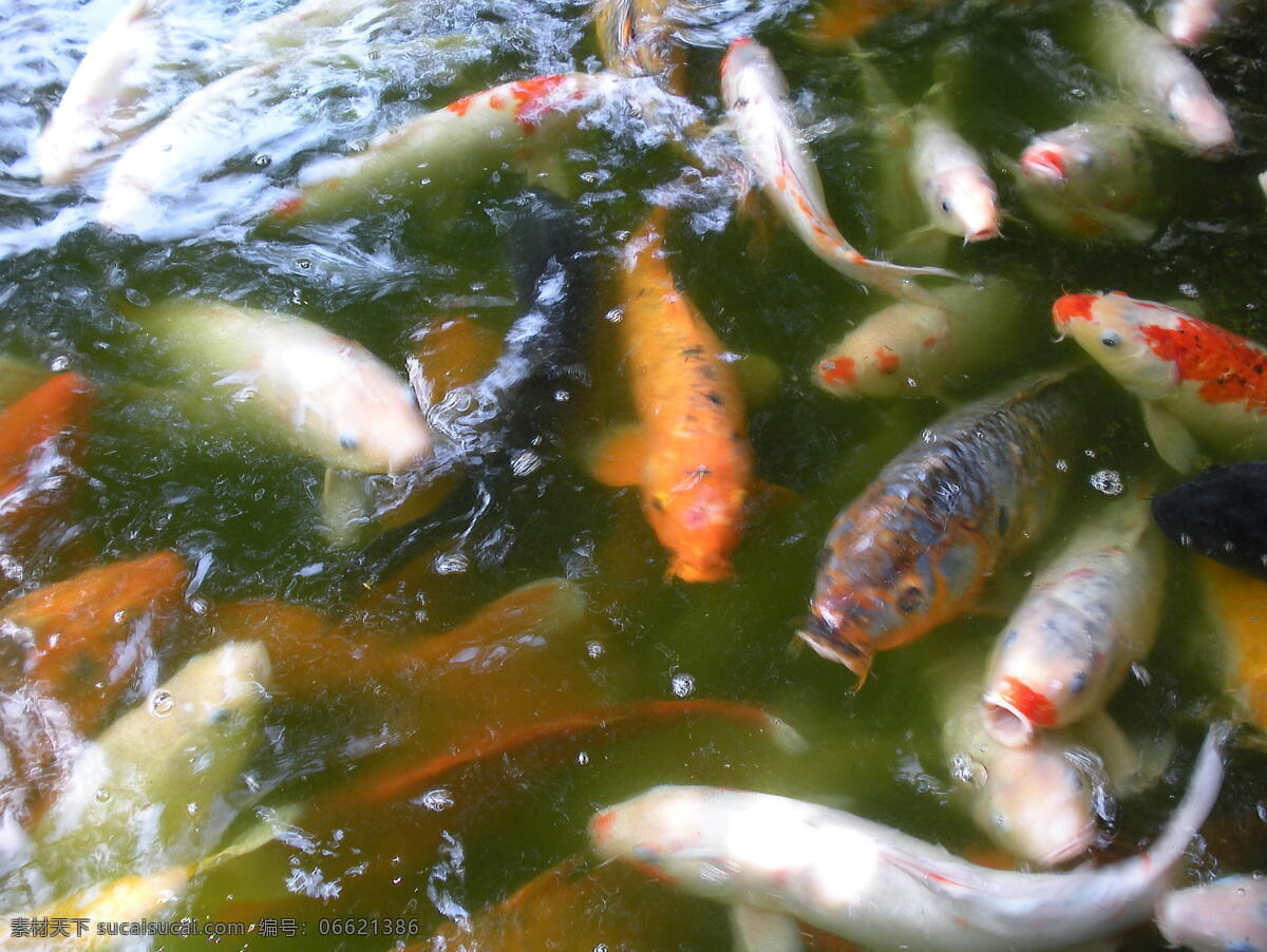 抢 食 鲤鱼 红色 生物世界 水中 鱼类 抢食的鲤鱼 红色鱼 游水