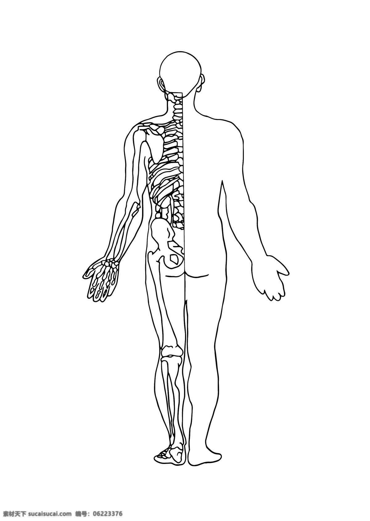 手绘 黑白 线条 人体 骨骼 图 背面 黑白线条 骨骼图