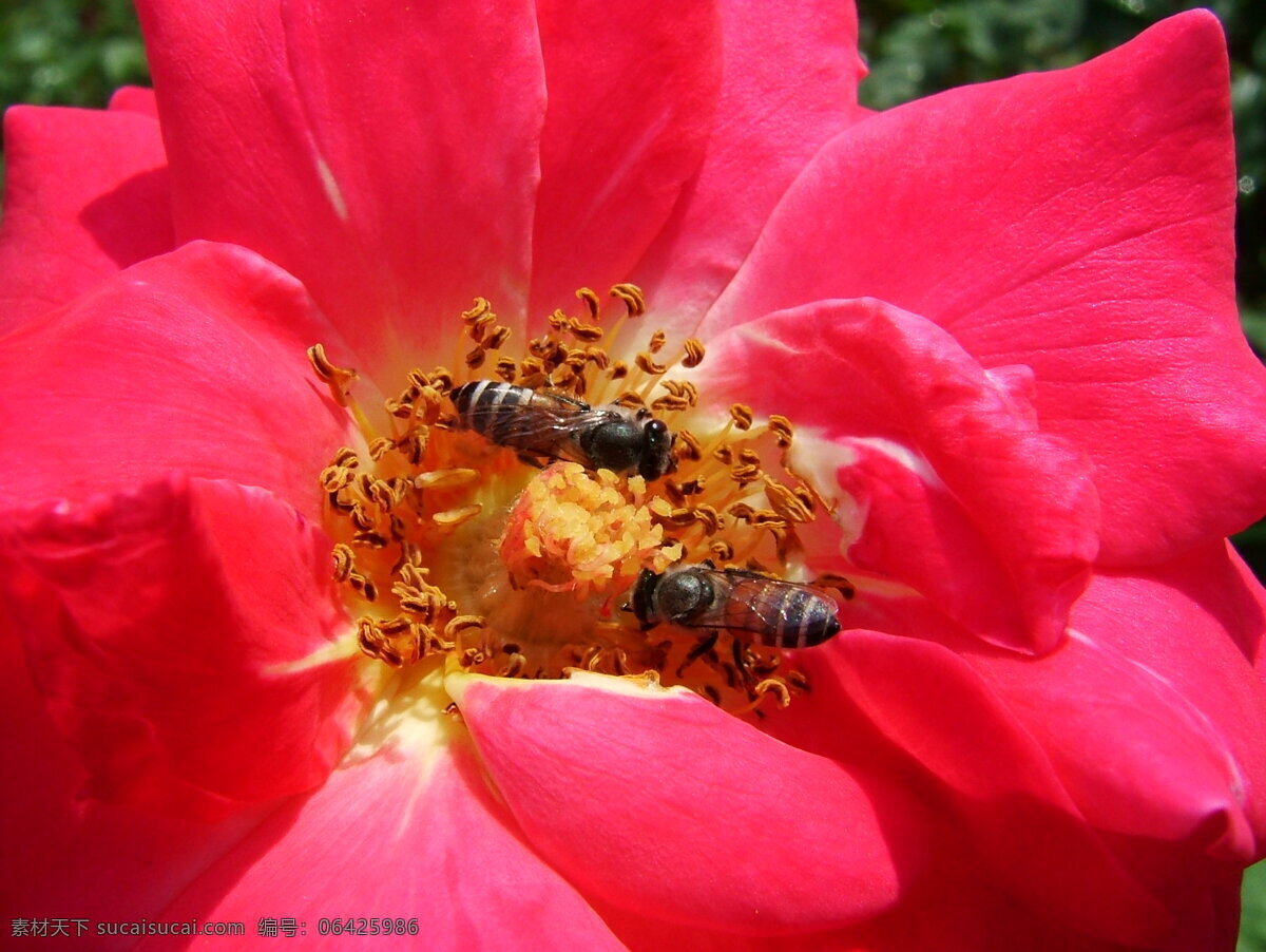 鲜花 小 蜜蜂 花瓣 花草 花草素材 花朵 花蕊 花心 昆虫 鲜花和小蜜蜂 植物 小蜜蜂 采蜜 生物世界