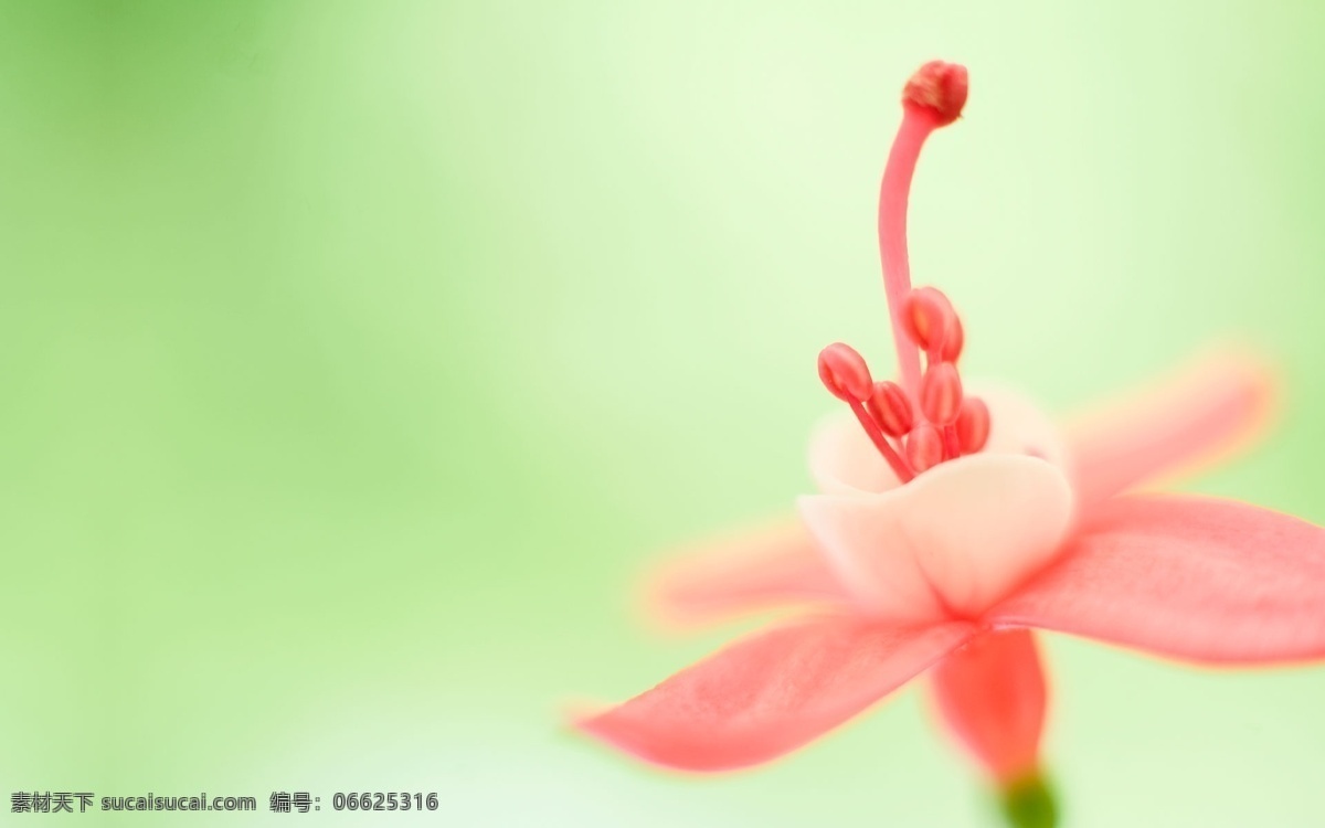 花蕊 植物 花 壁纸 绿色