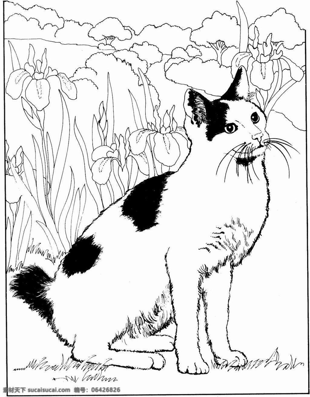 猫的素描 猫科动物 动物手绘画 设计素材 动物专辑 素描速写 书画美术 白色