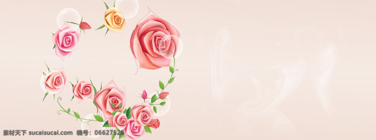 粉色 玫瑰花 背景 白色